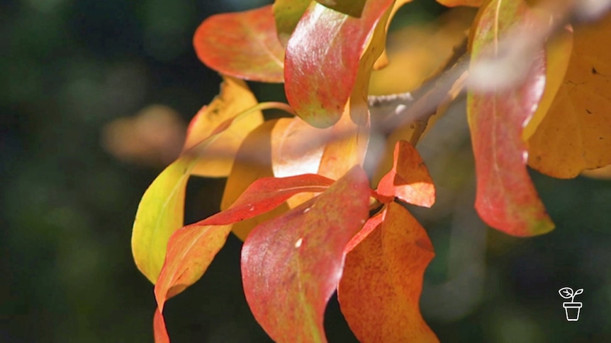 Orange and yellow coloured leaves on a tree