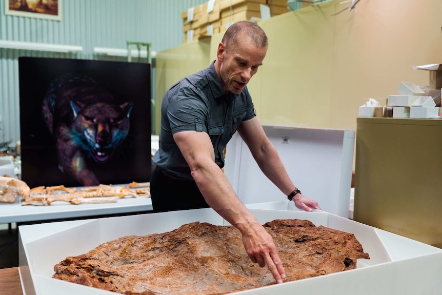 A man in a blue shirt is standing and leaning over and looking at a model with a large brown rock fossil