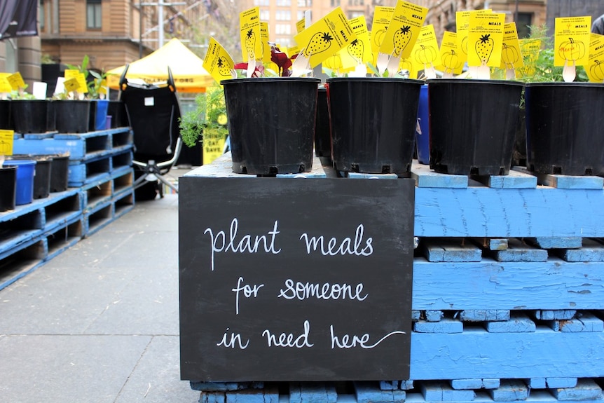 Plastic pot plants symbolising donations spilled over the wooden crates for Ozharvest at Martin Place, Sydney.
