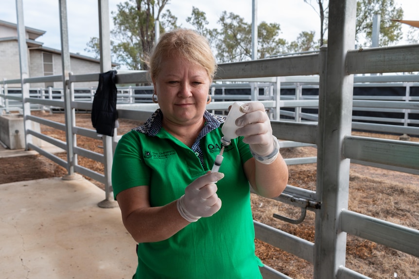 A blonde woman in a bight green top UQ embroidered top concentrates taking liquid from a jar into a syringe at a cattle yard