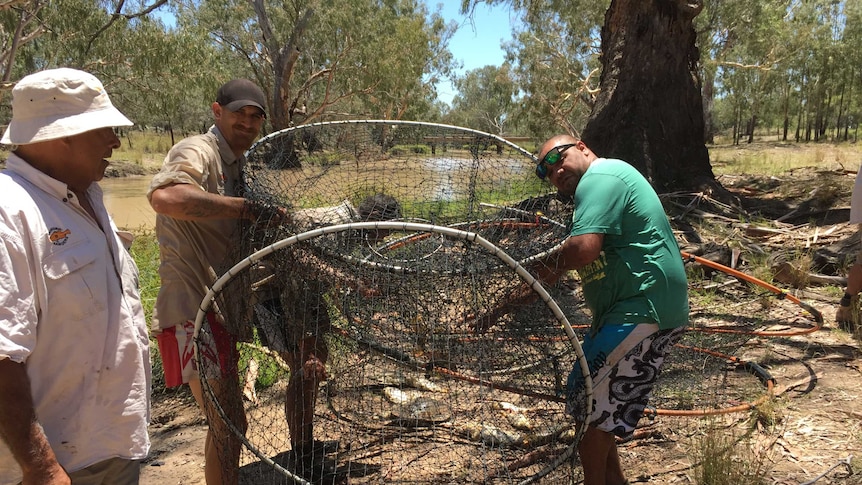 Rangers empty a fish net on the bank of the Moonie River near Thallon.