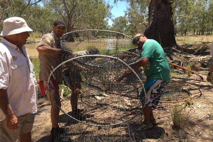 Rangers empty a fish net on the bank of the Moonie River near Thallon.