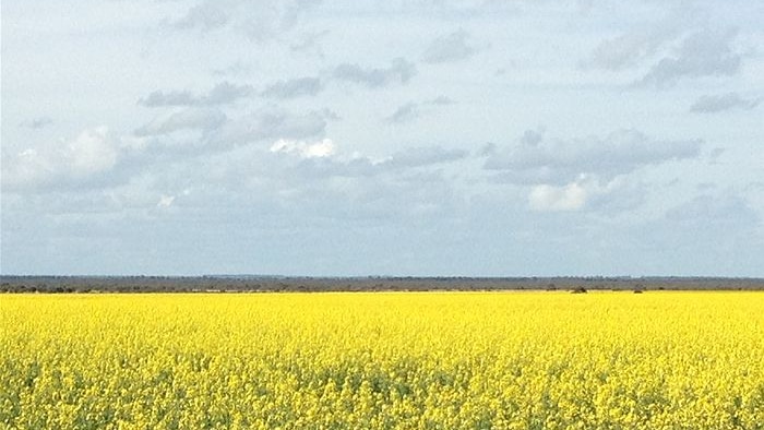 Traditional canola varieties in demand in Europe