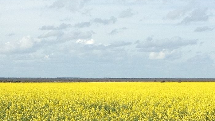 Canola in WA