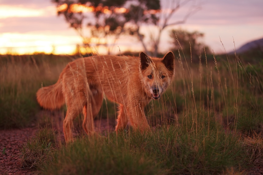 A dingo walking through the grass 