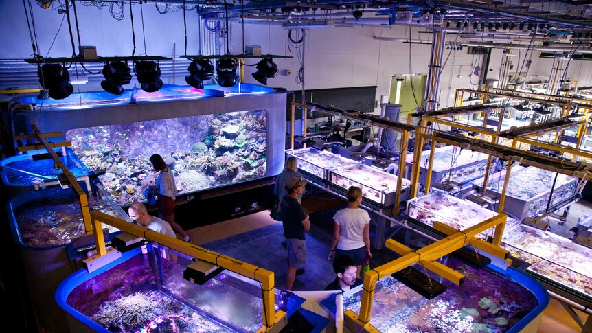 A room with brightly coloured coral in many different tanks