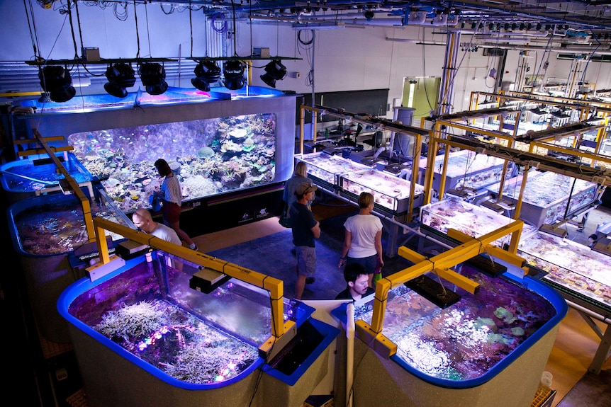 A room with brightly coloured coral in many different tanks