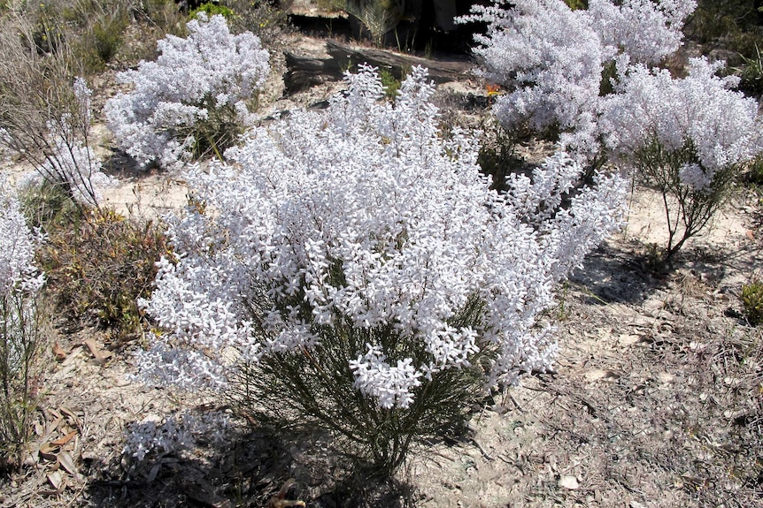 White flowered native shrubs in sandy bushland