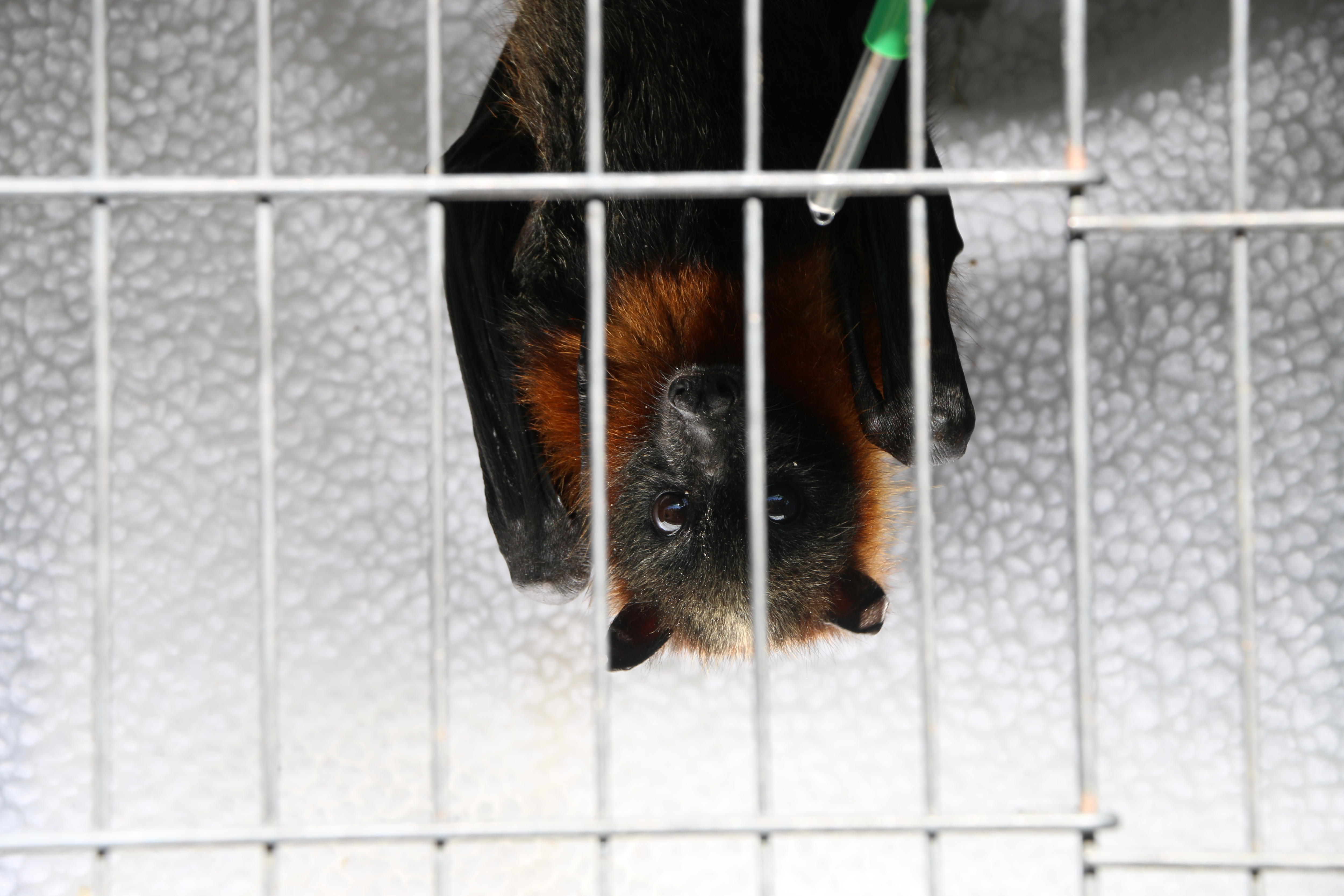 A grey-headed flying fox hanging upside down in a cage.