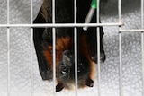 A grey-headed flying fox hanging upside down in a cage.