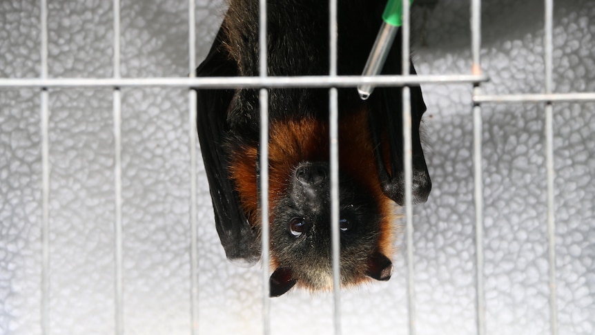 A grey-headed flying fox hanging upside down in a cage.