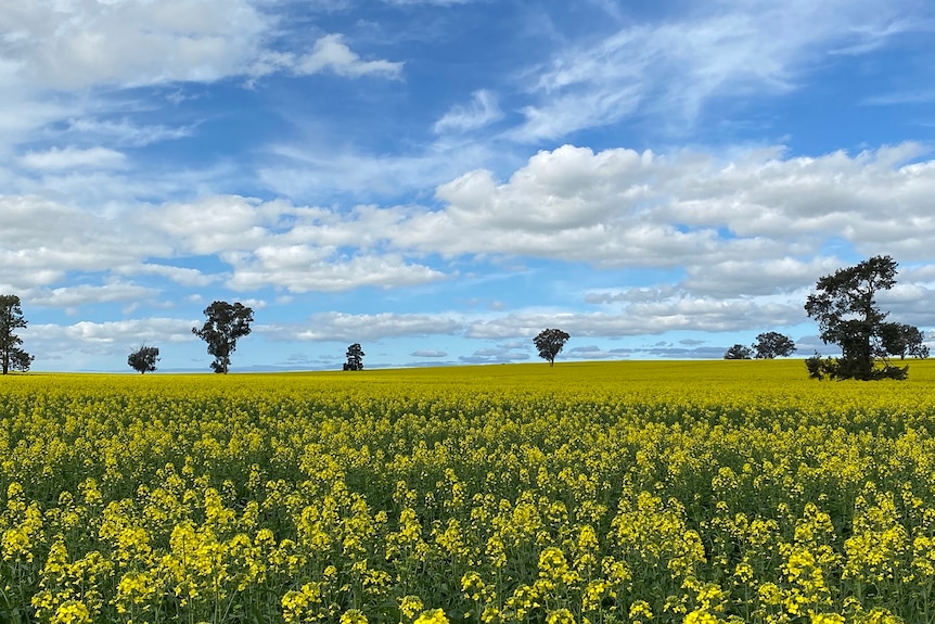 A landscape shot of a canola field glowing a bright yellow with a blue sky above it.