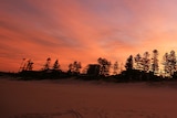 The sun rises over pine trees by the beach