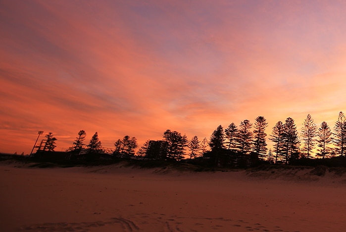 The sun rises over pine trees by the beach