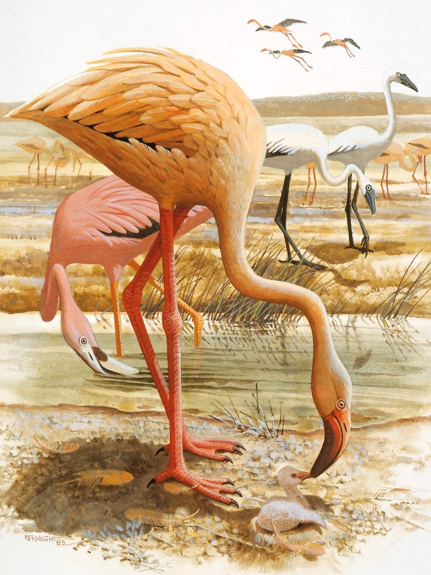Central Australia's prehistoric flamingo from publication Kadimakara Extinct Vertebrates of Australia. ed by P.V Rich, G.F van Tets, illustrated by F.Knight pub 1985 Pioneer Design Studio and Museums Victoria
