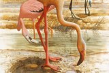 Central Australia's prehistoric flamingo from publication Kadimakara Extinct Vertebrates of Australia. ed by P.V Rich, G.F van Tets, illustrated by F.Knight pub 1985 Pioneer Design Studio and Museums Victoria