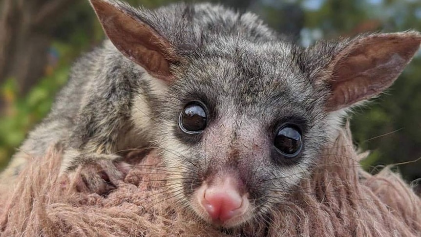 A small possum with big ears and eyes stares at the camera, wrapped up in something fluffy. 