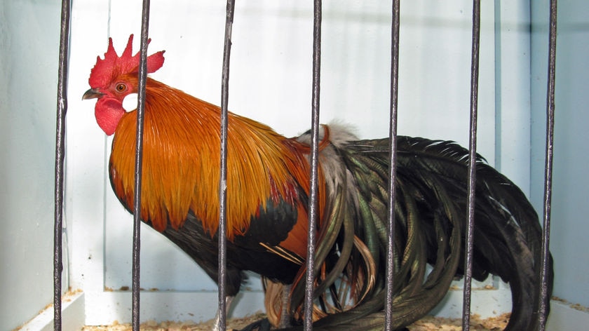 Phoenix chicken in cage