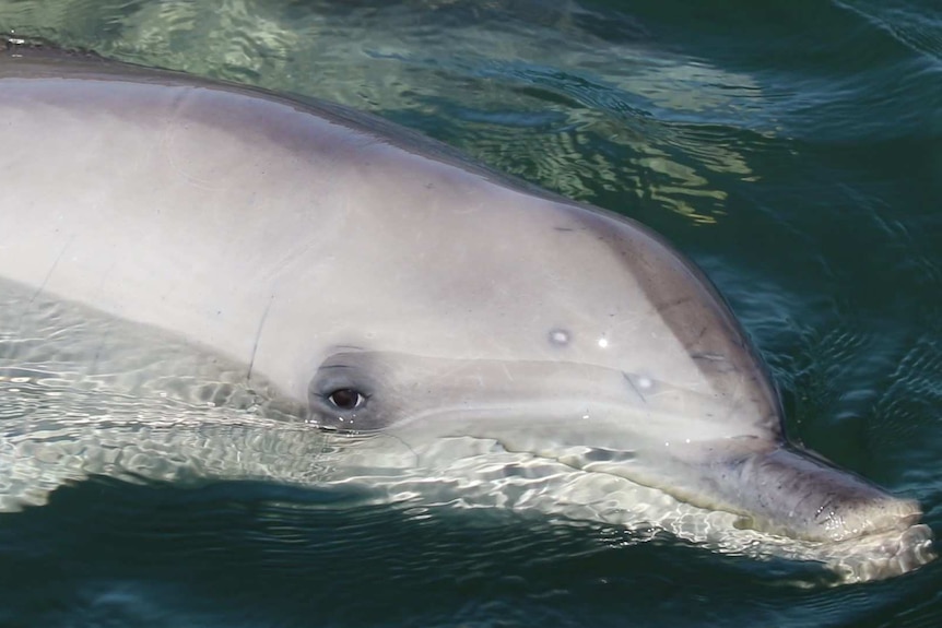 Close up of dolphin in the water looking at the camera