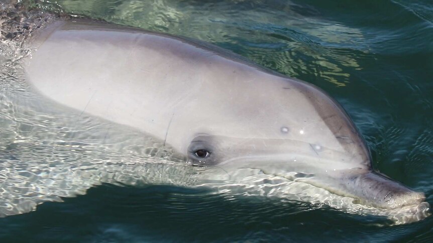 Close up of dolphin in the water looking at the camera