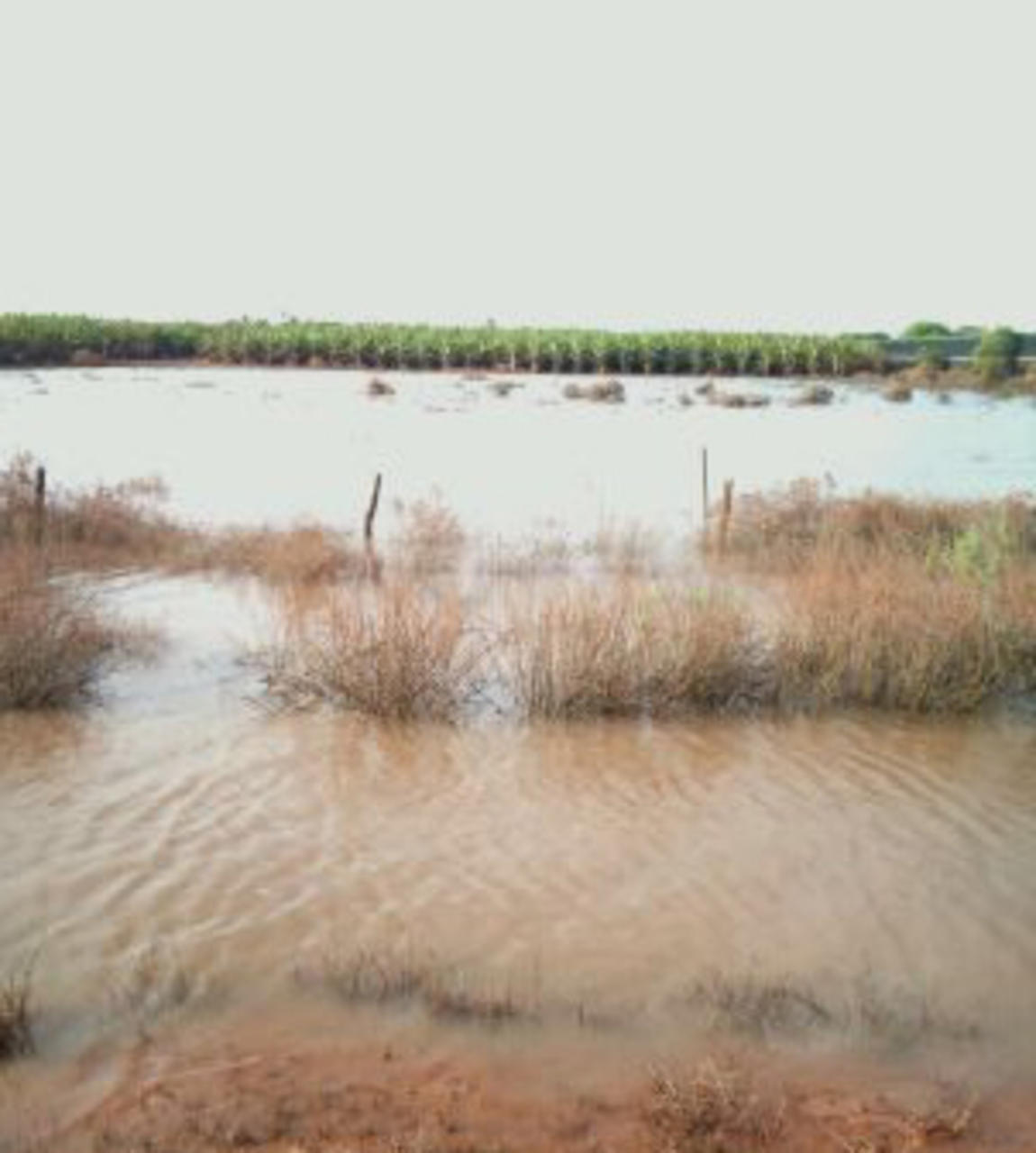 Farmers return to flood devastated land - ABC News