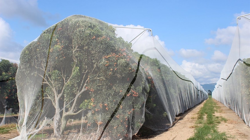 Lychee nets in North Queensland are used to prevent flying fox damage