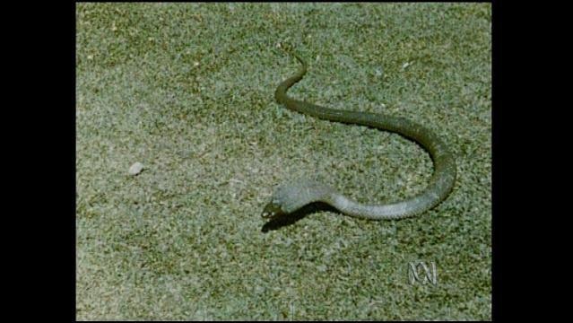 A snake on the ground