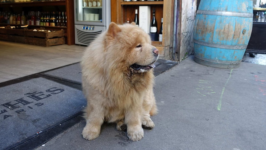 A dog sits outside a shop in Paris.