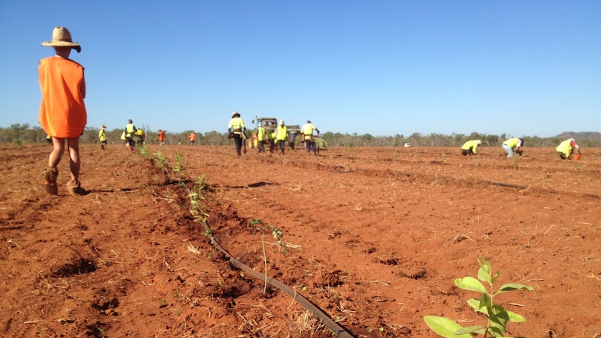 Sandalwood planting on Midway Station