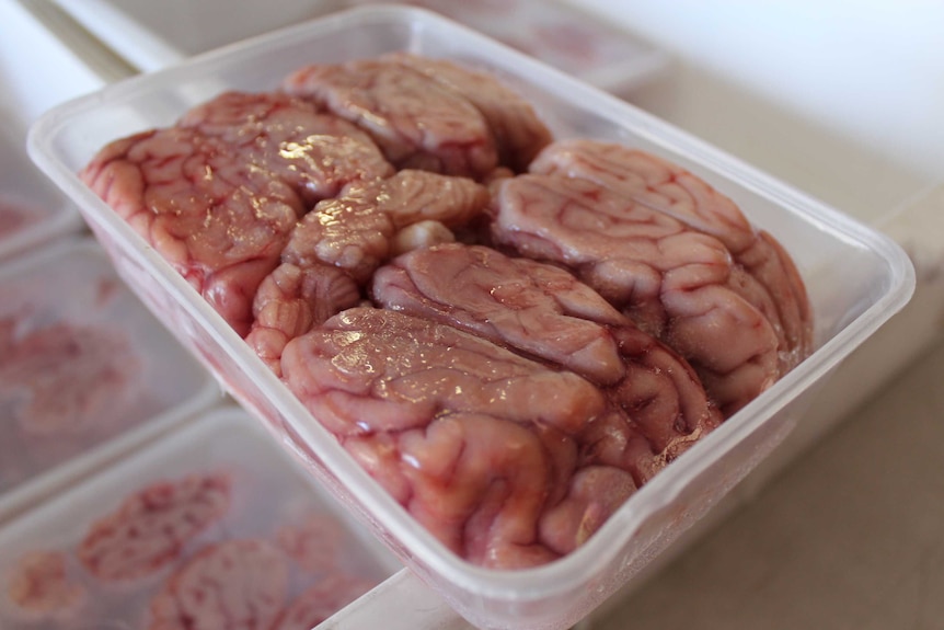 container of brains at Gympie business Dissection Connection