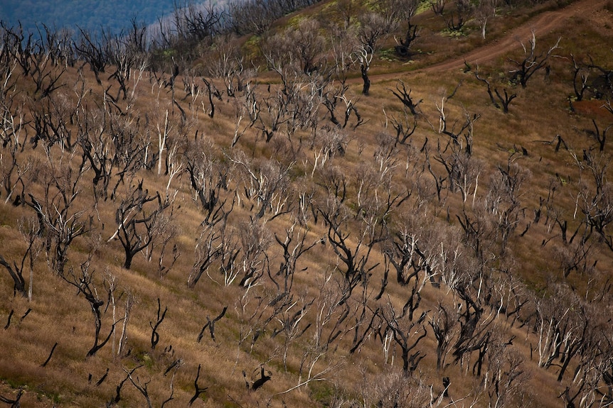 A hill covered in burnt trees.