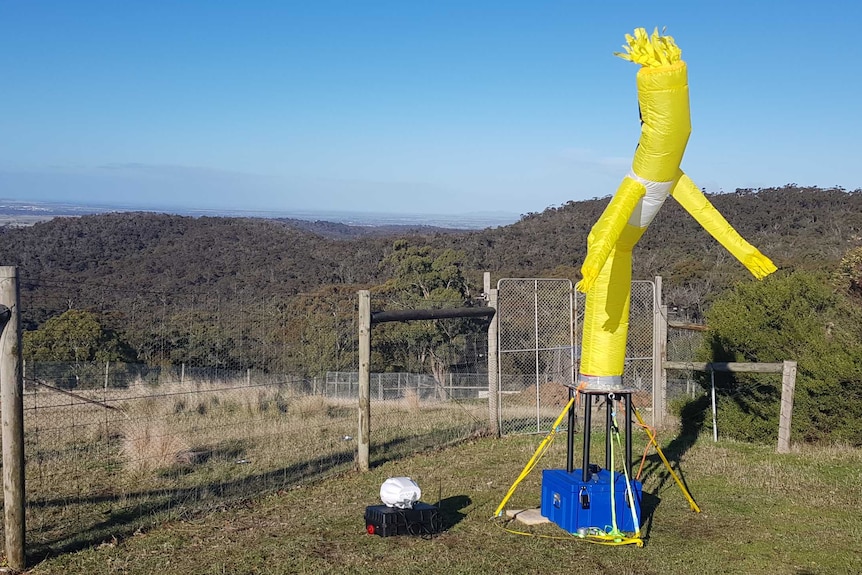 A hillside with bush below and a cleaning with fencing, a yellow inflatable man on a plinth set up next to the fenced area