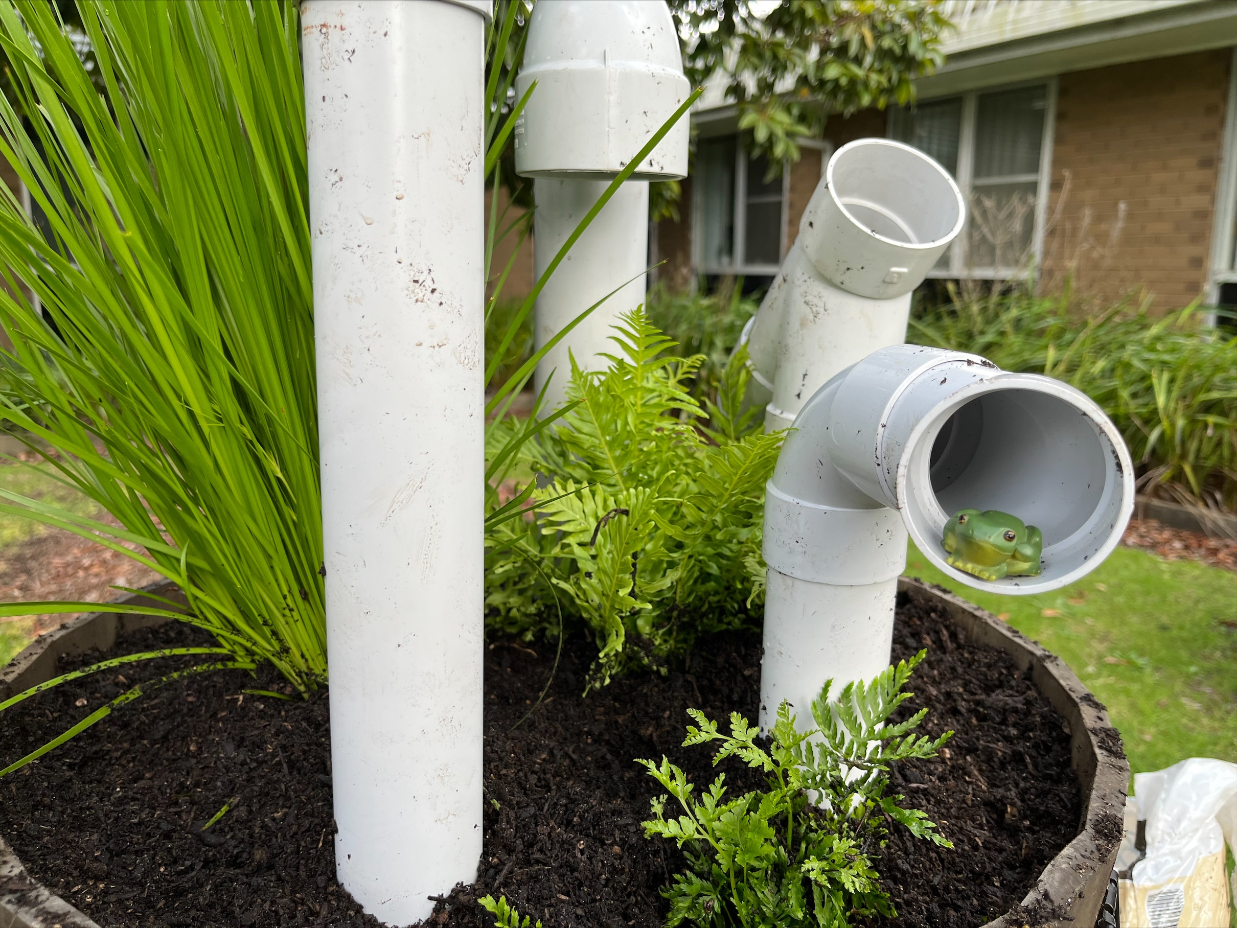 Backyard 'frog hotels' hoped to help species recover from East