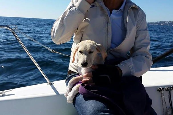 Puppy sits on a sailor's lap