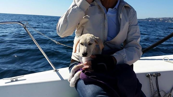 Puppy sits on a sailor's lap