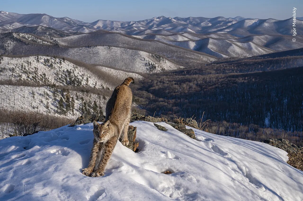 A lynx stretching in the early evening sunshine in the snow