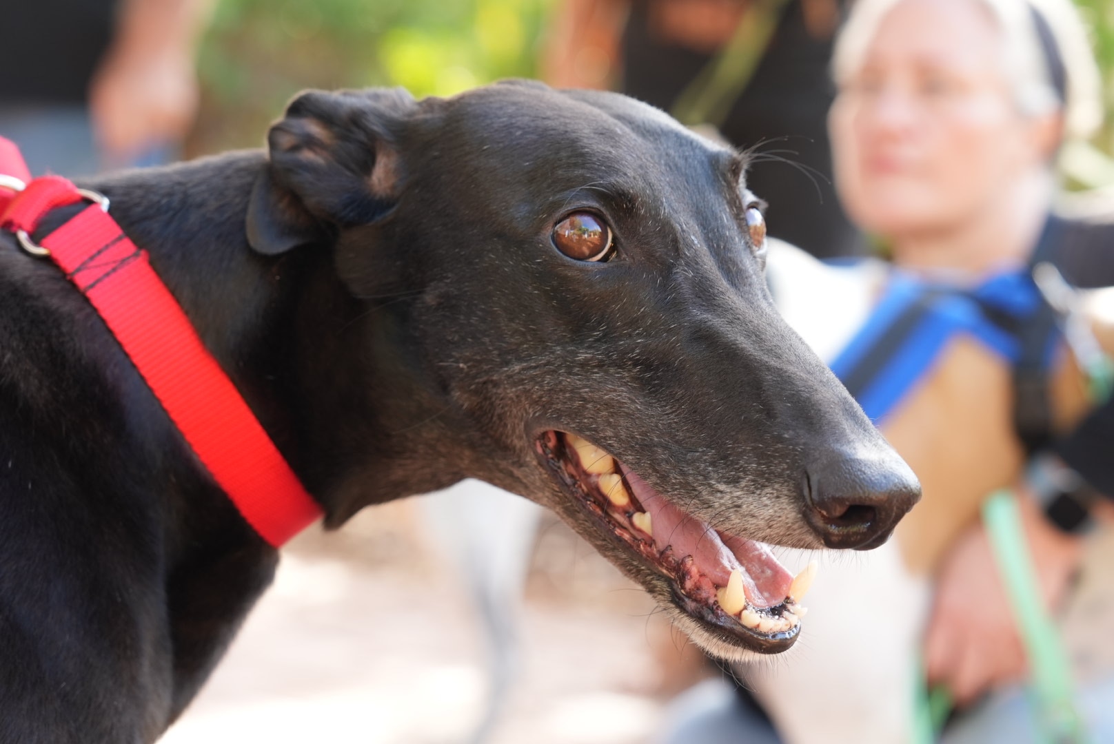 'Breaking point': Ex-greyhound racing insider speaks out as inquiry begins