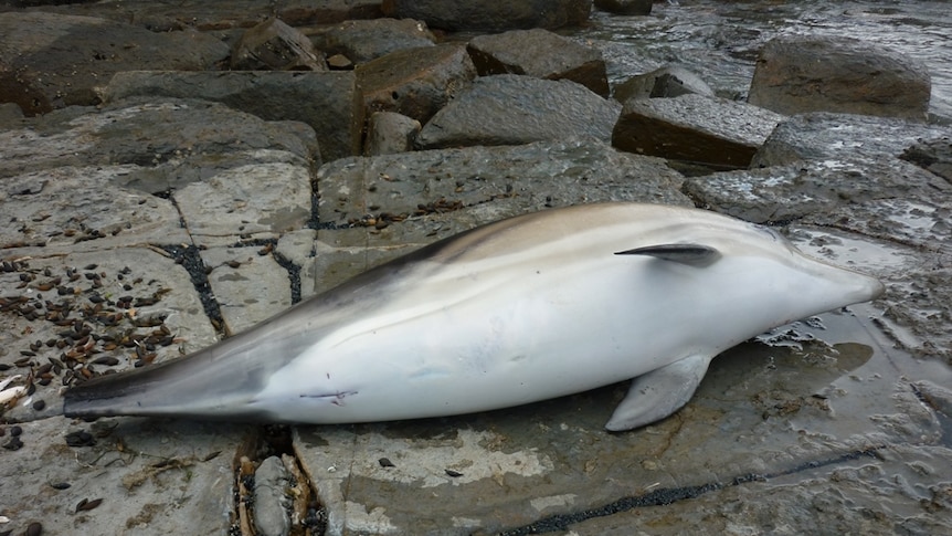 A dolphin lies dead on rocks after having its tail severed in Tasmania.