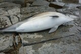 A dolphin lies dead on rocks after having its tail severed in Tasmania.