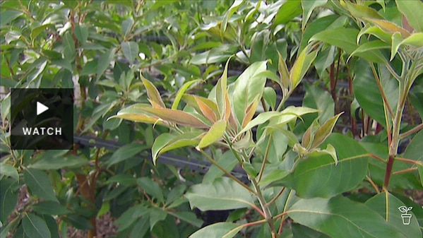 Young potted trees in a nursery. Has Video.