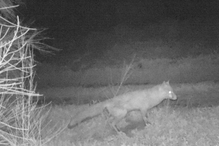 A fox seen with a night camera.