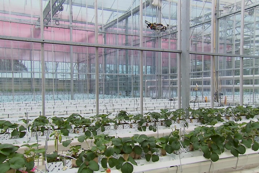 Photo of drone flying above crops.