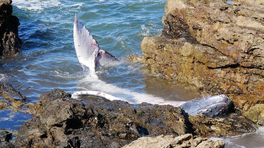A juvenile whale became stranded at Port Macquarie's Oxley Beach 