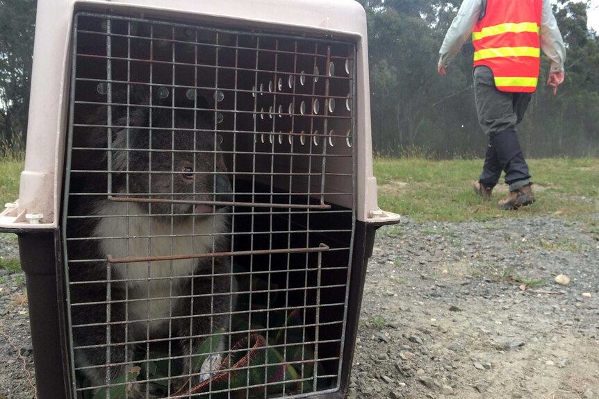 A koala sits in a crate before being relocated to Lorne, Victoria, on November 18, 2015.