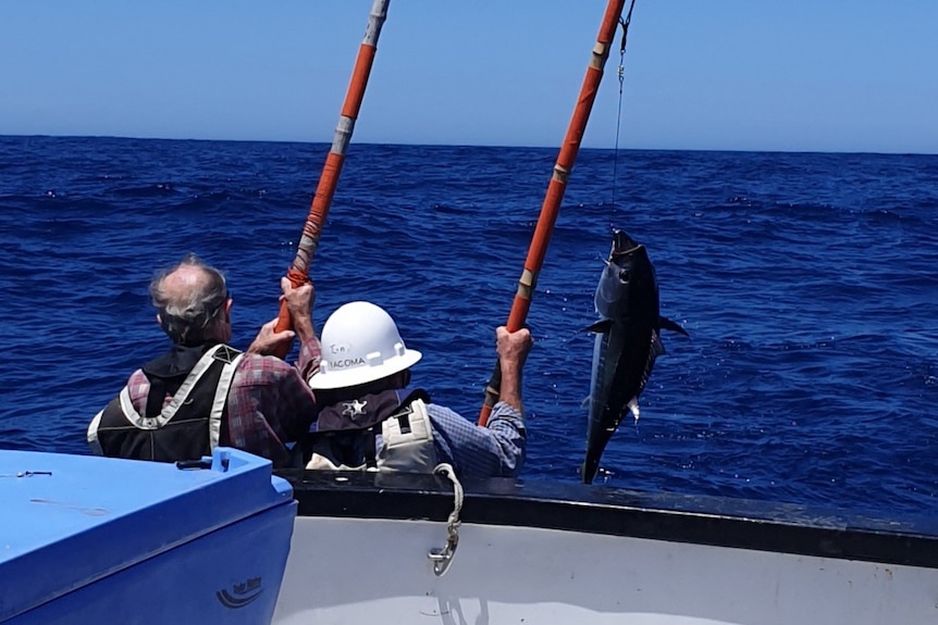 Two men with two poles catching a tuna in the open ocean from the back of a boat, blue fish bin on left