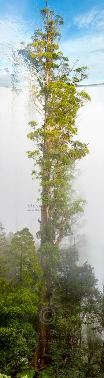 Eucalyptus regnans in the Styx Valley