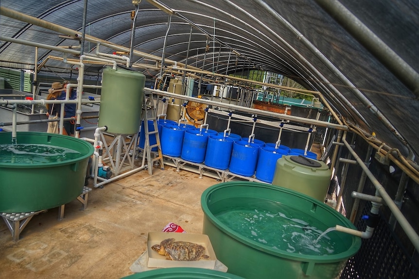 Blue and green aerated tanks under a curved roof. A large turtle sits in a box next to one of the tanks.