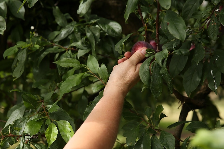 A hand picking fruit off a tree