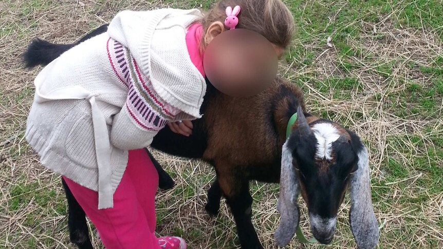 Child and goat, child's face blurred.
