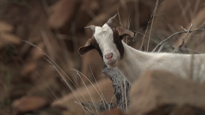 Feral goat in rocky bushland.